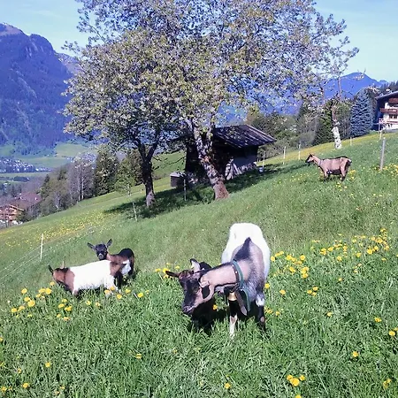 Hof Hamoos * Kitzbühel