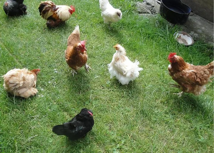 Hof Hamoos Appartement *