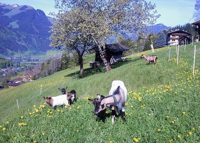 Hof Hamoos * Kitzbühel